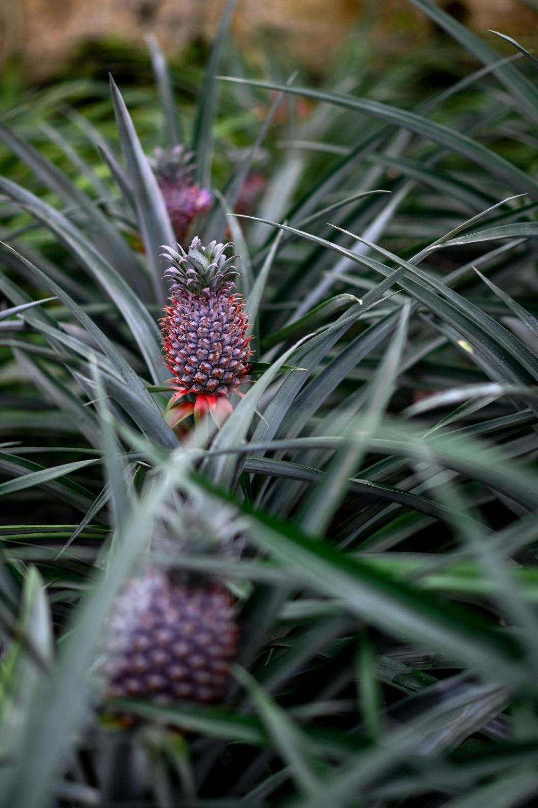 Pineapple Studio 蓬塔德尔加达 外观 照片