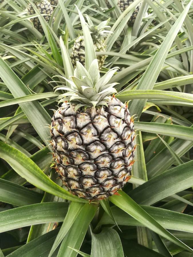 Pineapple Studio 蓬塔德尔加达 外观 照片