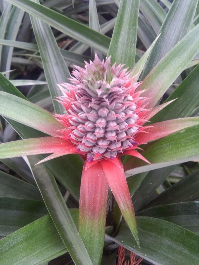 Pineapple Studio 蓬塔德尔加达 外观 照片